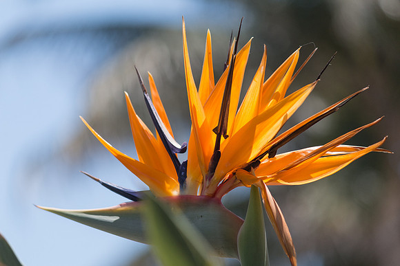 Bird of Paradise