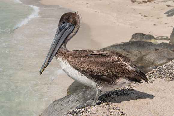 Brown Pelican