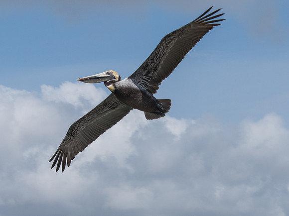 Brown Pelican