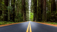 California | Redwood Forest