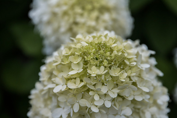 Limelight Hydrangea