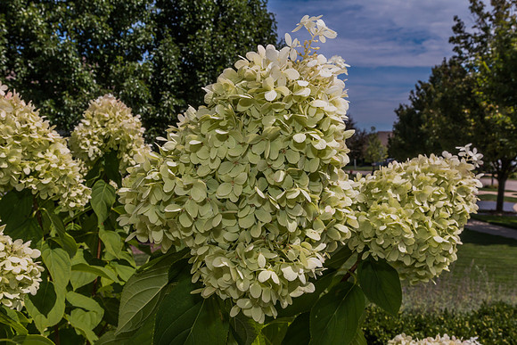 Limelight Hydrangea
